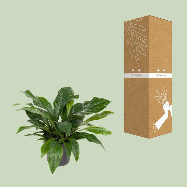 Flamingoblume ‚Jungle Bush' – Anthurium – Ansicht 3