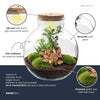 Terrarium-Set „Bolder Bob Bonsai" – DIY-Pflanzenterrarium mit Licht