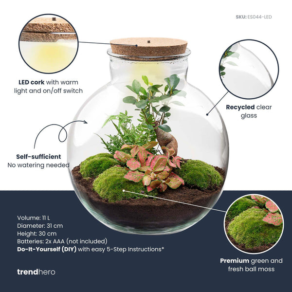 Terrarium-Set „Bolder Bob Bonsai" – DIY-Pflanzenterrarium mit Licht