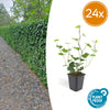 Irischer Efeu – Hedera hibernica