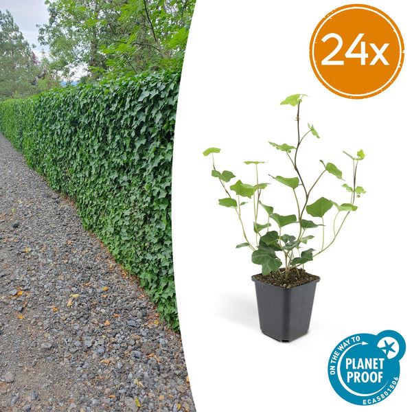 Irischer Efeu – Hedera hibernica
