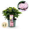 Bauernhortensie ‚Magical Revolution Pink' – Hydrangea macrophylla