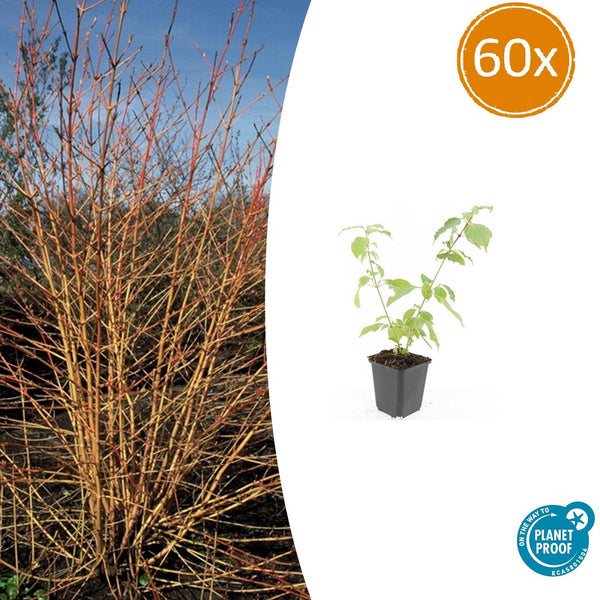 Roter Hartriegel ‚Anny's Winter Orange' – Cornus sanguinea