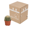 Goldkugelkaktus – Echinocactus grusonii – Ansicht 4