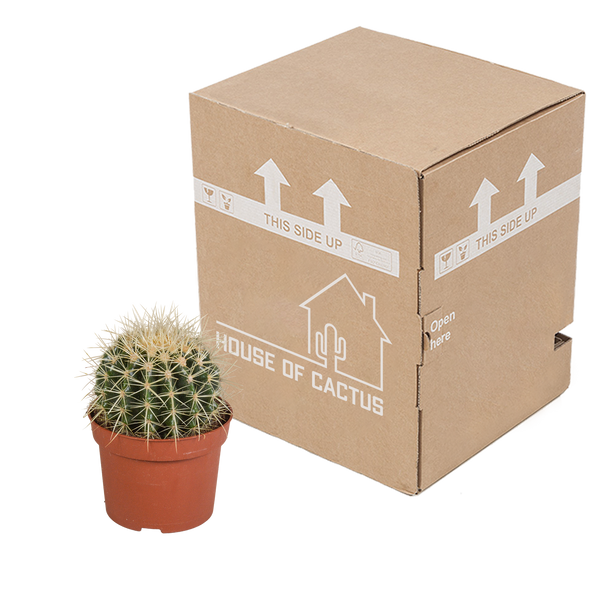 Goldkugelkaktus – Echinocactus grusonii – Ansicht 4