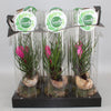 Tillandsie – Tillandsia cyanea
