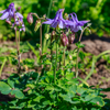 Akelei – Aquilegia vulgaris – Ansicht 3