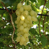 Weinrebe ‚Lakemont' – Vitis vinifera – Ansicht 5