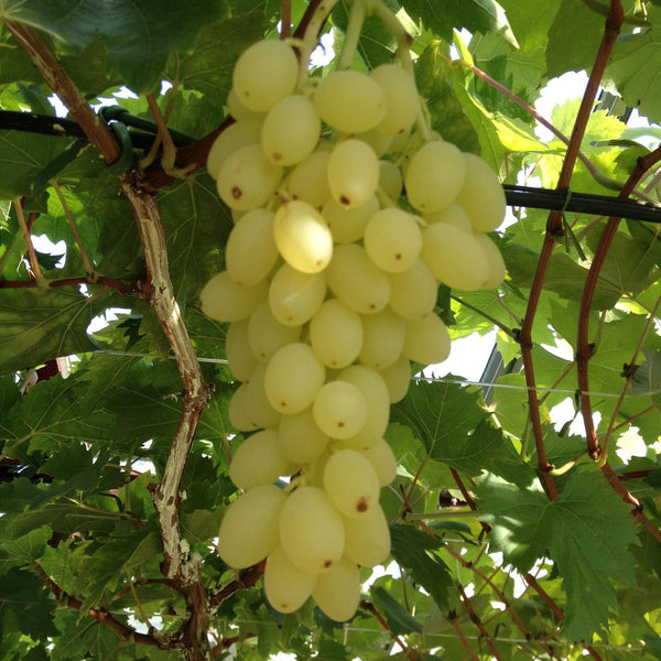 Weinrebe ‚Lakemont' – Vitis vinifera – Ansicht 5