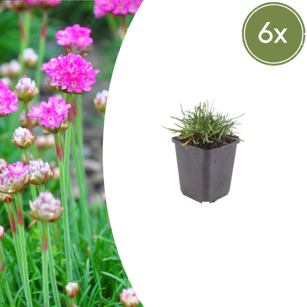 Grasnelke ‚Splendens' – Armeria maritima – 6 Stück