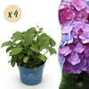Bauernhortensie ‚Endless Summer Summer Love Purple' – Hydrangea macrophylla