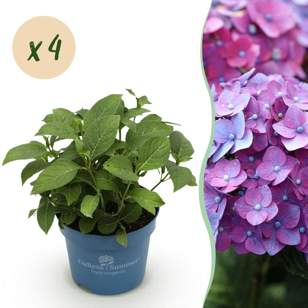 Bauernhortensie ‚Endless Summer Summer Love Purple' – Hydrangea macrophylla