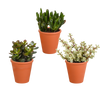 Sukkulenten-Set „Crassula-Mischung“ – 3 Crassula – Ansicht 7