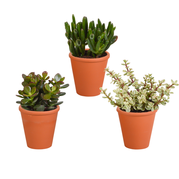 Sukkulenten-Set „Crassula-Mischung“ – 3 Crassula – Ansicht 7