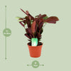 Ctenanthe ‚Amagris' – Ansicht 2