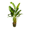 Baumstrelitzie – Strelitzia augusta