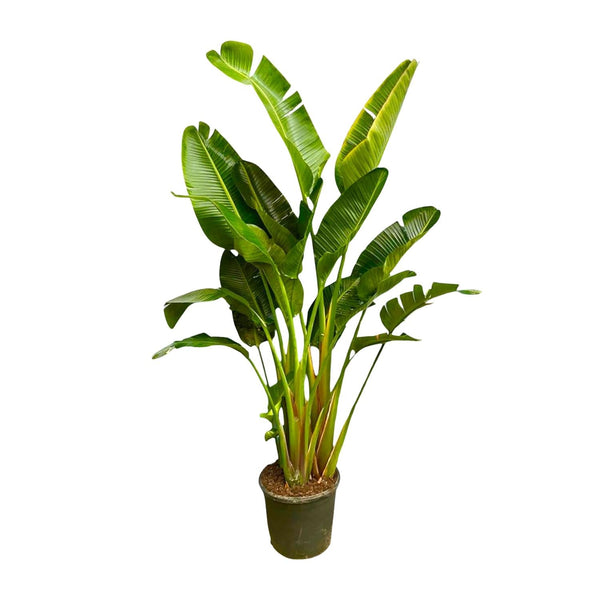 Baumstrelitzie – Strelitzia augusta