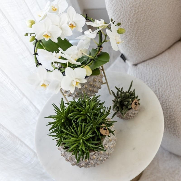 Peperomia ferreyrae ‚Happy Bean' – Ansicht 5