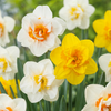Gefüllte Narzisse ‚Double Mix' – Narcissus – 40 Stück