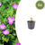 Blutroter Storchschnabel – Geranium sanguineum – 6 Stück