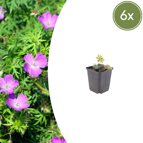 Blutroter Storchschnabel – Geranium sanguineum – 6 Stück