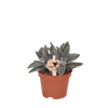 Crassula ovata ‚Tarantula' – Ø 6 cm