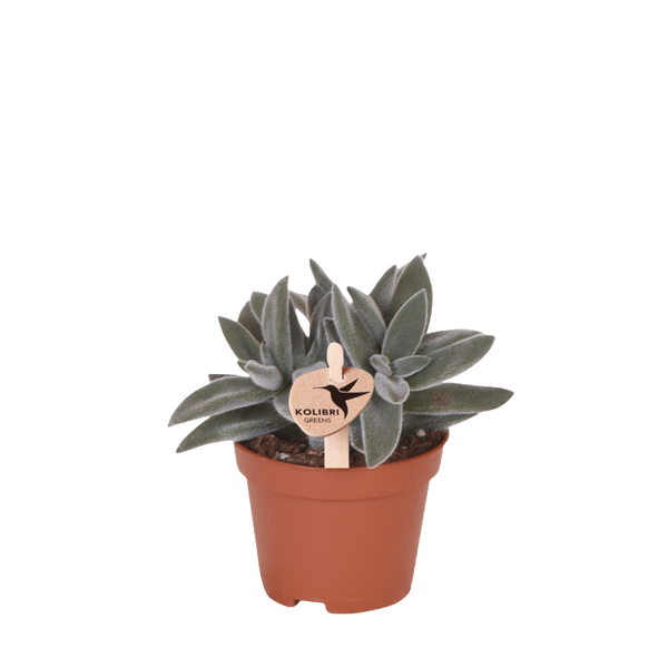Crassula ovata ‚Tarantula' – Ø 6 cm