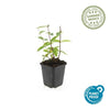 Johanniskraut ‚Annebel' – Hypericum × inodorum – Ansicht 4