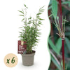 Schirmbambus ‚Red Dragon' – Fargesia