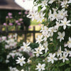 Immergrüne Waldrebe ‚Apple Blossom' – Clematis armandii – Ansicht 4