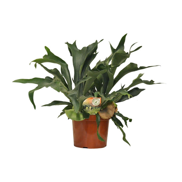 Geweihfarn – Platycerium bifurcatum