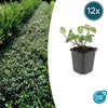 Kriechspindel ‚Dart's Blanket' – Euonymus fortunei