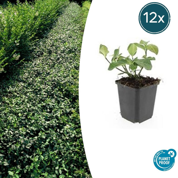 Kriechspindel ‚Dart's Blanket' – Euonymus fortunei