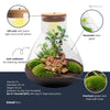 Terrarium-Set „Sam XL Bonsai" – DIY-Pflanzenterrarium mit Licht
