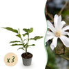 Sternmagnolie – Magnolia stellata