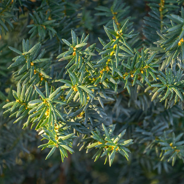 Becher-Eibe ‚Hillii' – Taxus × media – Ansicht 4
