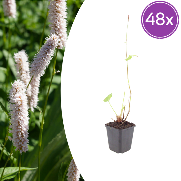 Wiesenknöterich ‚Superba' – Persicaria bistorta