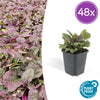 Kriechender Günsel ‚Burgundy Glow' – Ajuga reptans