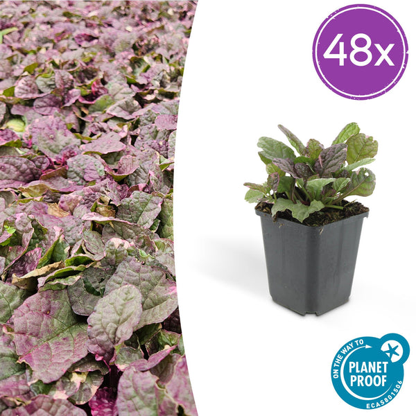 Kriechender Günsel ‚Burgundy Glow' – Ajuga reptans