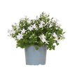 Glockenblume ‚Addenda Ambella' – Campanula – Weiß, 1 Stück
