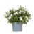 Glockenblume ‚Addenda Ambella' – Campanula – Weiß, 1 Stück