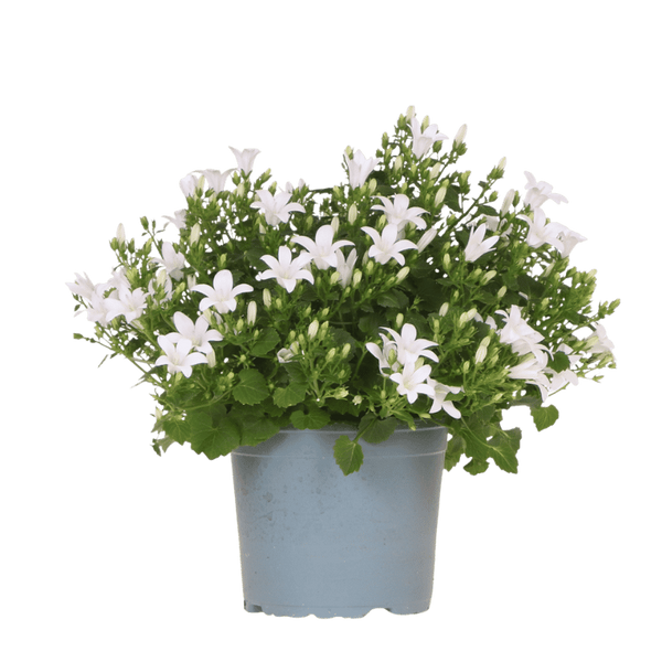 Glockenblume ‚Addenda Ambella' – Campanula – Weiß, 1 Stück