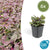 Kriechender Günsel ‚Burgundy Glow' – Ajuga reptans – 6 Stück