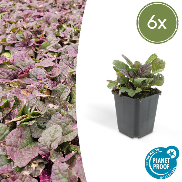 Kriechender Günsel ‚Burgundy Glow' – Ajuga reptans – 6 Stück