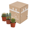 Kakteen-Set „Kakteenmischung“ – 3 Kakteen – Ansicht 3