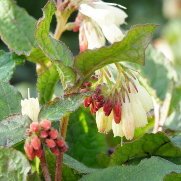 Kaukasus-Beinwell – Symphytum grandiflorum – Ansicht 8