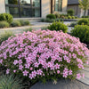 Polsterphlox ‚Rosette' – Phlox subulata – Ansicht 6
