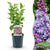 Gemeiner Flieder ‚Michel Buchner' – Syringa vulgaris