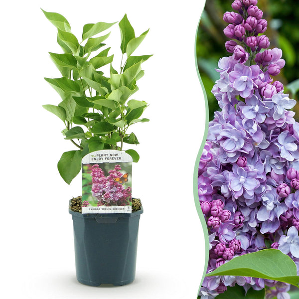 Gemeiner Flieder ‚Michel Buchner' – Syringa vulgaris