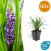 Lilientraube ‚Big Blue' – Liriope muscari